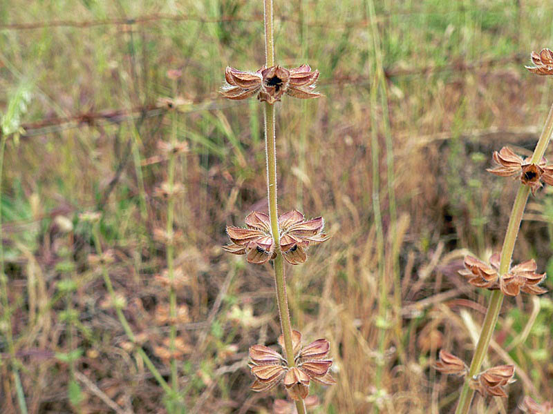 Salvia verbenaca